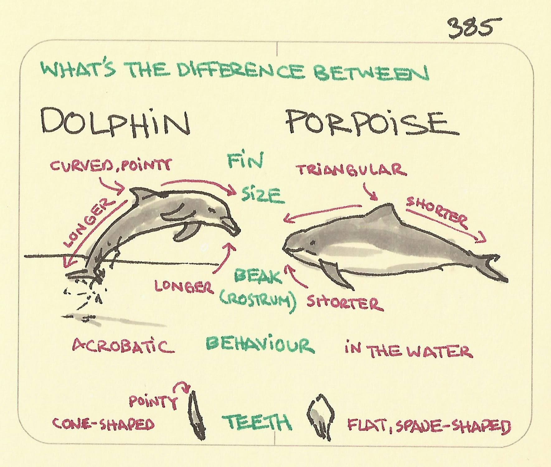 The difference between a dolphin and a porpoise illustrated