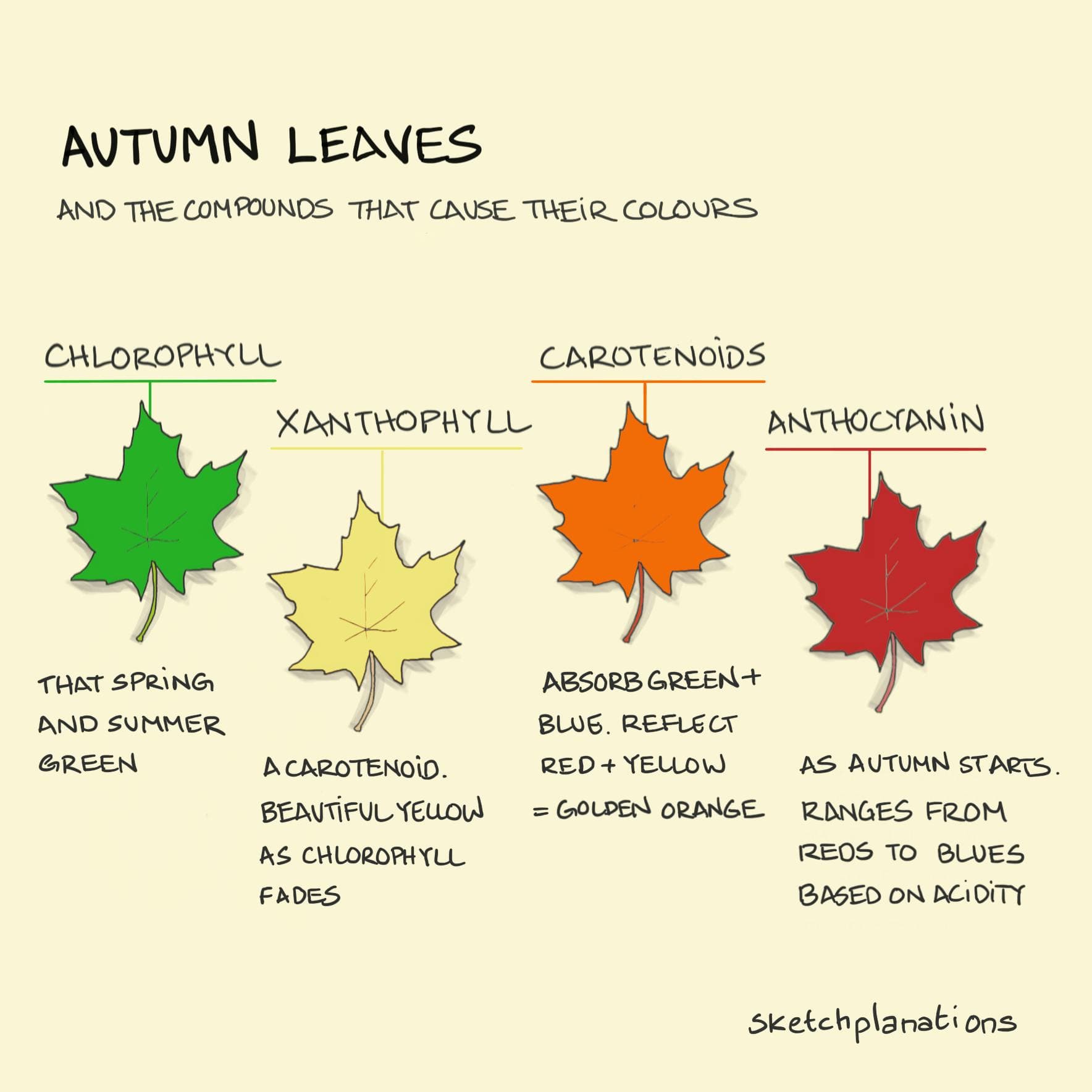 Why do leaves change colour in fall and Autumn and what compounds make the colours?